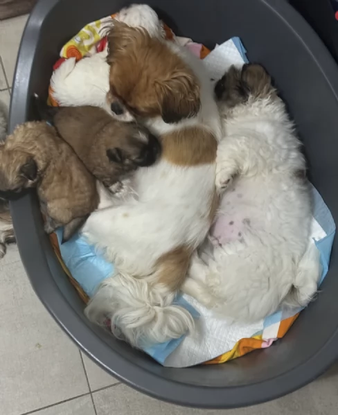 Regaliamo i nostri cuccioli di Pechinese maschio e femmina | Foto 0