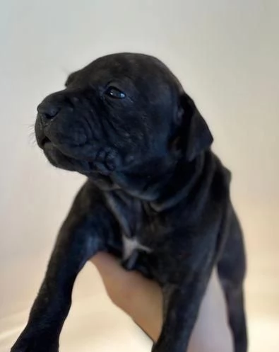 Regala i nostri cuccioli di Pitbull maschio e femmina | Foto 1