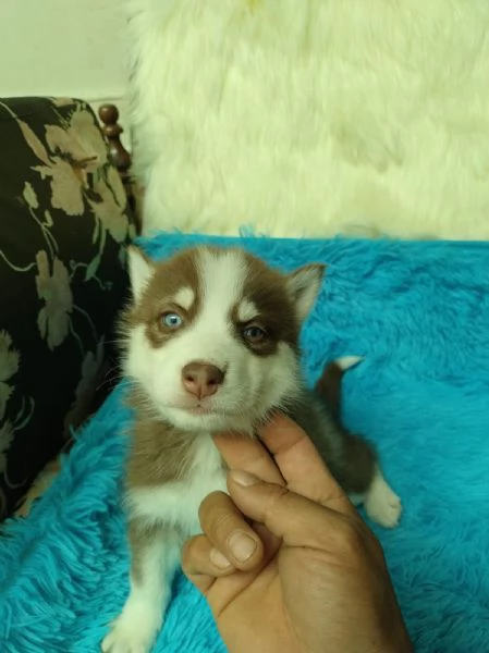 Regaliamo i nostri cuccioli di Husky maschio e femmina | Foto 2