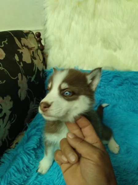 Regaliamo i nostri cuccioli di Husky maschio e femmina | Foto 1