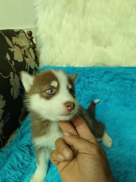 Regaliamo i nostri cuccioli di Husky maschio e femmina | Foto 0