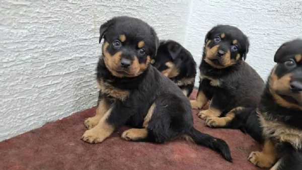 Regaliamo i nostri cuccioli di Rottweiler maschio e femmina