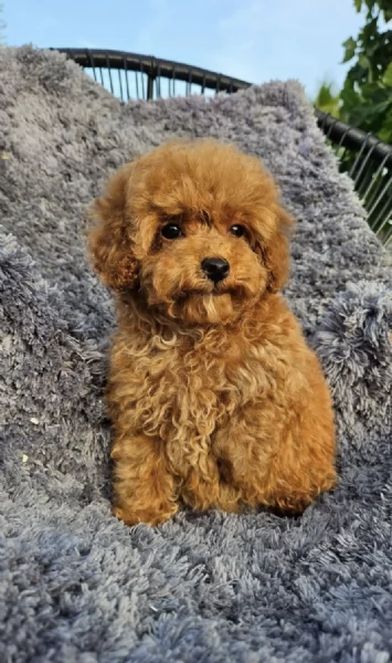  cuccioli barboncino maschio e femmina | Foto 2