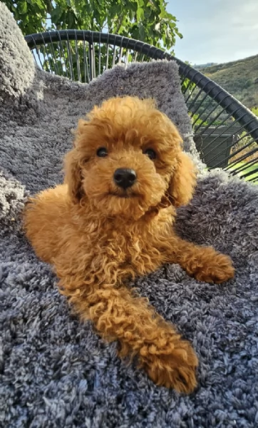  cuccioli barboncino maschio e femmina