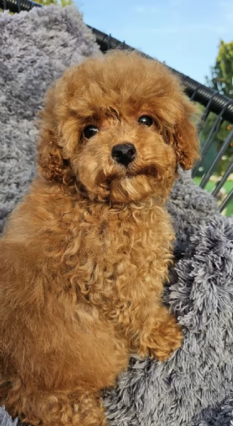  cuccioli barboncino maschio e femmina | Foto 1