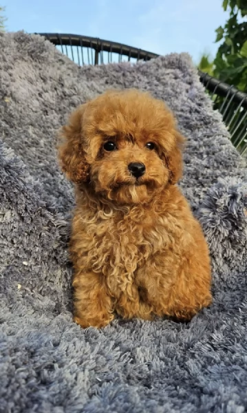  cuccioli barboncino maschio e femmina | Foto 0