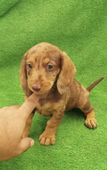  cuccioli Bassotto maschio e femmina | Foto 2