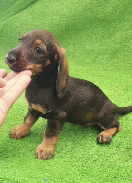 cuccioli Bassotto maschio e femmina | Foto 1