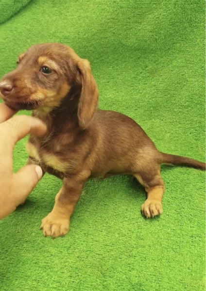  cuccioli Bassotto maschio e femmina | Foto 0