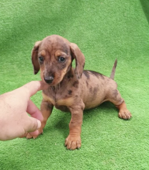  cuccioli Bassotto maschio e femmina