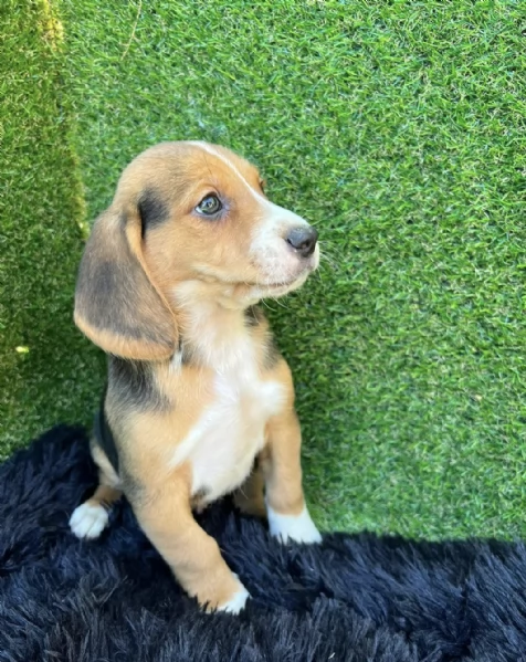  cuccioli Beagle maschio e femmina | Foto 2
