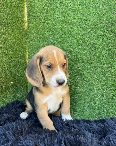  cuccioli Beagle maschio e femmina | Foto 1