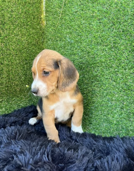  cuccioli Beagle maschio e femmina | Foto 0