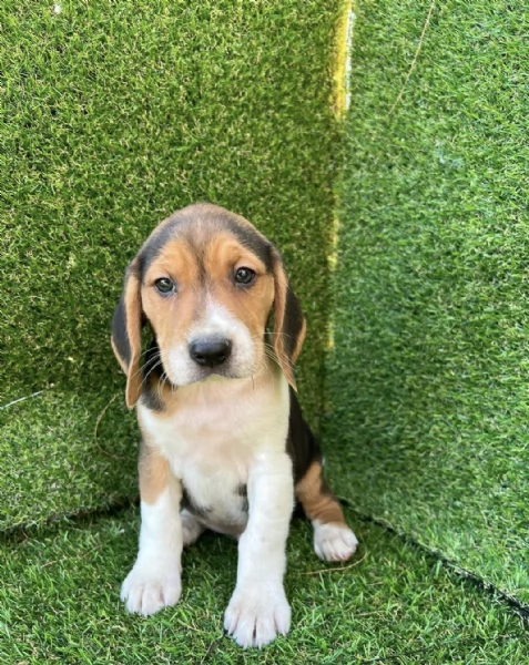  cuccioli Beagle maschio e femmina