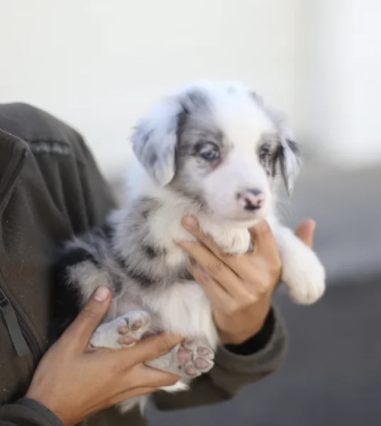  cuccioli Border Collie maschio e femmina | Foto 2