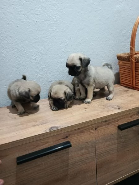  cuccioli Carlino maschio e femmina