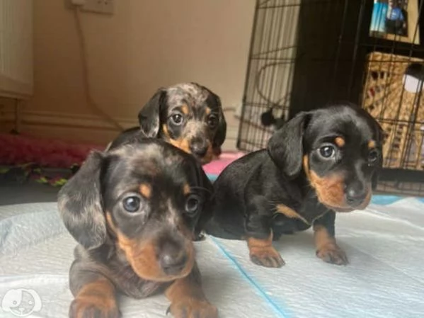 Cuccioli bassotti kaninchen maschi femmine | Foto 5