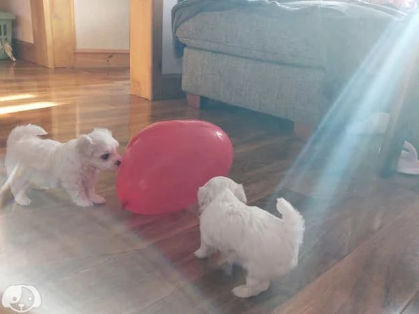 Cuccioli di maltese maschi e femmine | Foto 2