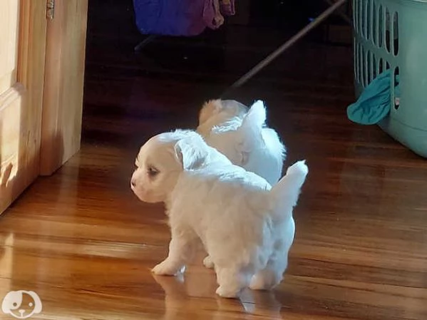 Cuccioli di maltese maschi e femmine | Foto 3