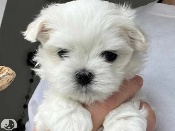Cuccioli di maltese maschi e femmine | Foto 6