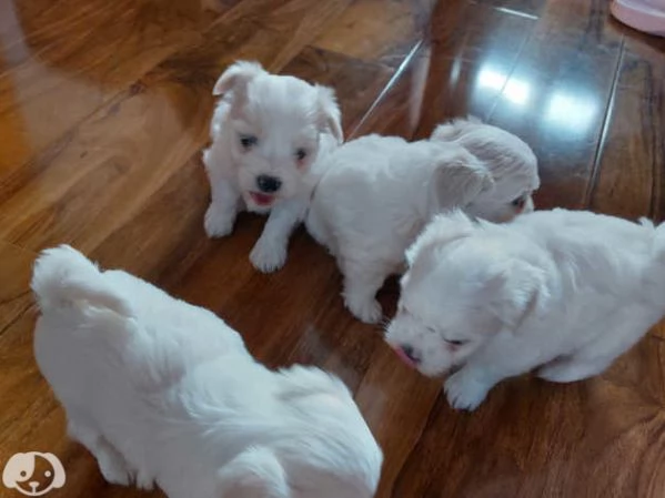 Cuccioli di maltese maschi e femmine | Foto 3