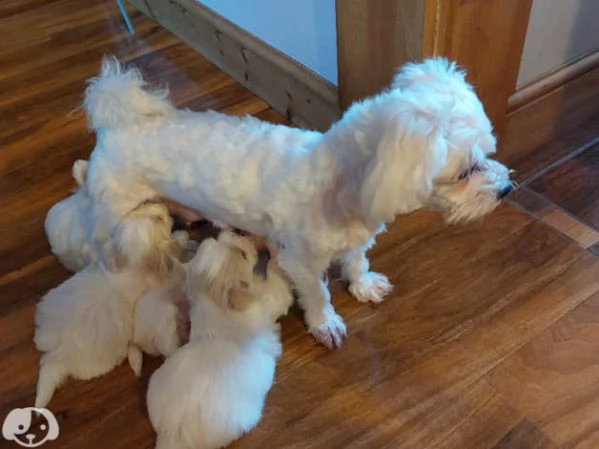 Cuccioli di maltese maschi e femmine | Foto 3