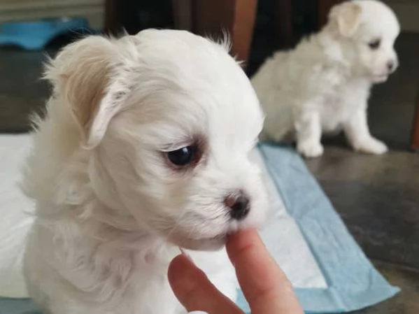 Cuccioli di maltese maschi e femmine