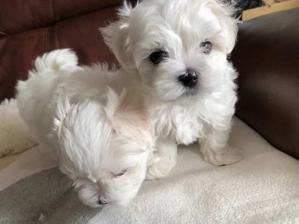 Cuccioli di maltese maschi e femmine | Foto 3