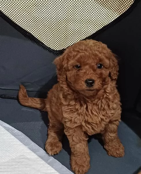 Cuccioli di Barboncino maschi e femmine | Foto 1