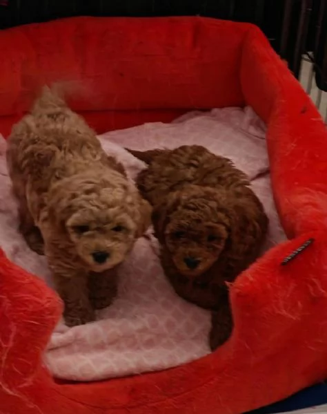 Cuccioli di Barboncino maschi e femmine | Foto 2