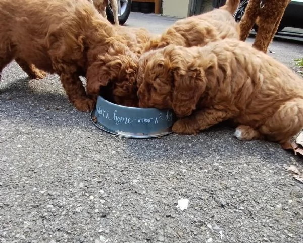 Cuccioli di Barboncino maschi e femmine | Foto 1