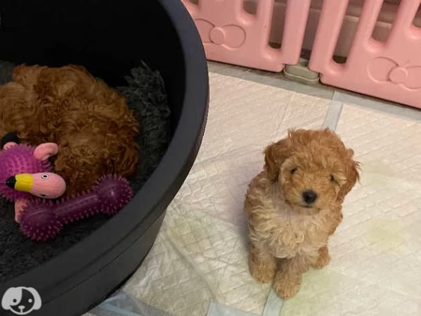 Cuccioli di Barboncino maschi e femmine | Foto 1