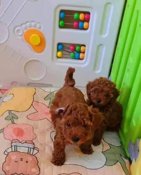 Cuccioli di Barboncino maschi e femmine