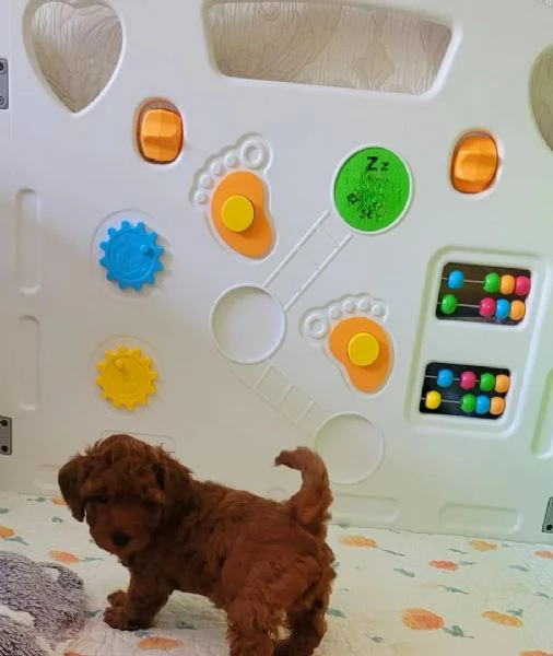 Cuccioli di Barboncino maschi e femmine | Foto 2