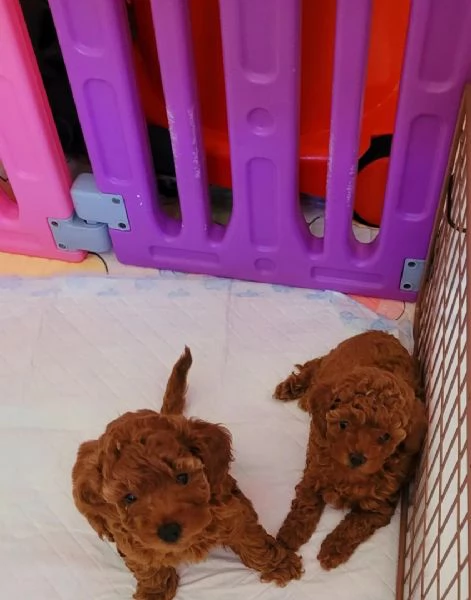 Cuccioli di Barboncino maschi e femmine | Foto 1