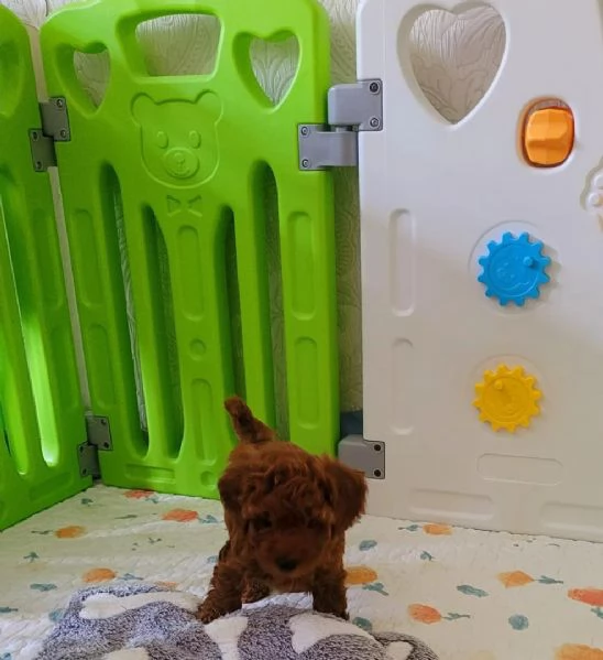 Cuccioli di Barboncino maschi e femmine | Foto 0