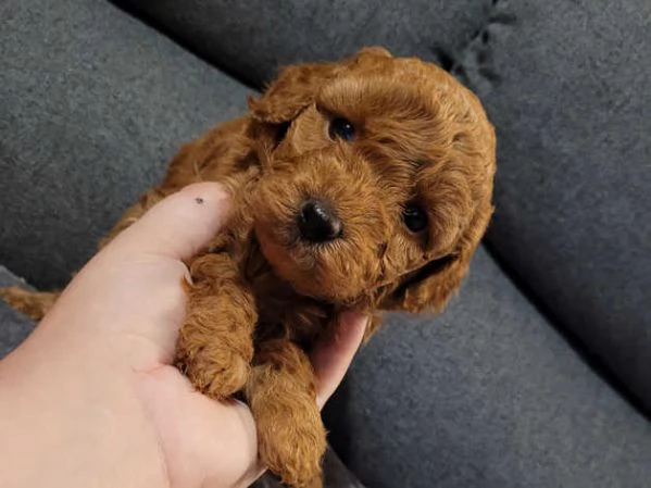 Cuccioli di Barboncino maschi e femmine | Foto 3