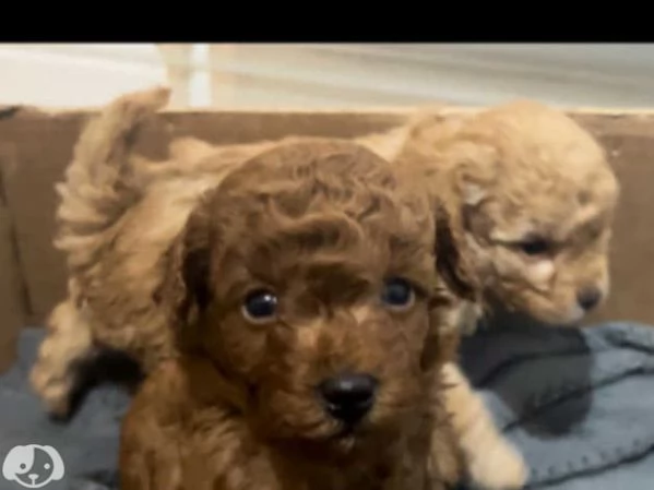 Cuccioli di Barboncino maschi e femmine | Foto 0