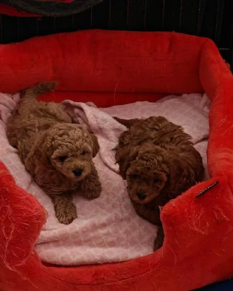 Cuccioli di Barboncino maschi e femmine | Foto 2