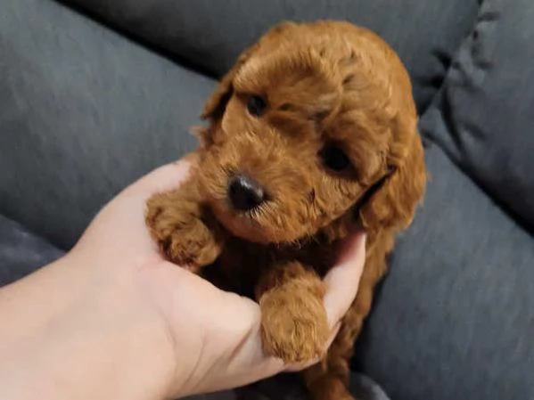 Cuccioli di Barboncino maschi e femmine