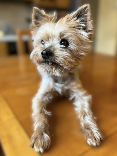 Yorkshire Terrier maschio con pedigree ENCI | Foto 4