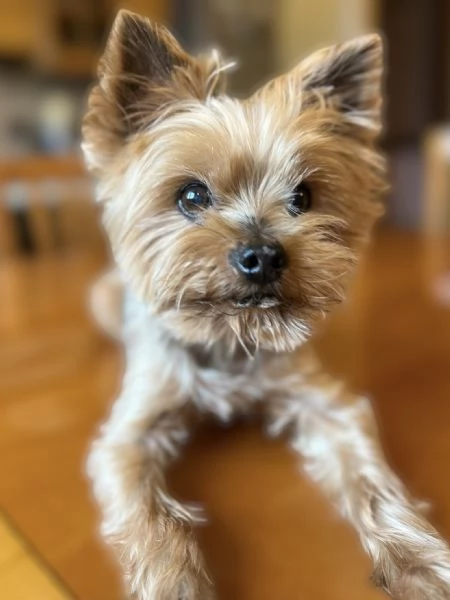 Yorkshire Terrier maschio con pedigree ENCI | Foto 3