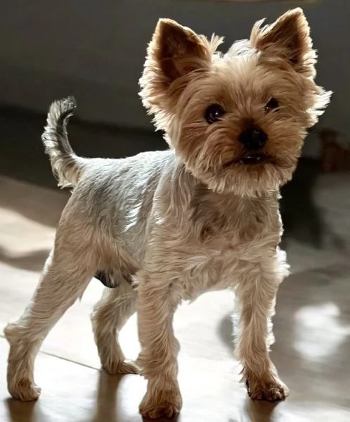 Yorkshire Terrier maschio con pedigree ENCI
