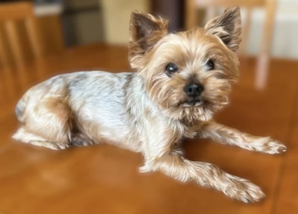 Yorkshire Terrier maschio con pedigree ENCI | Foto 2