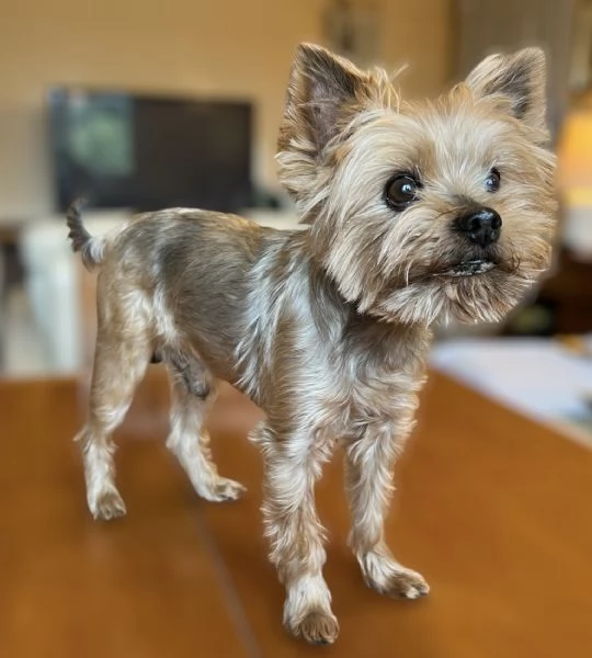 Yorkshire Terrier maschio con pedigree ENCI | Foto 1