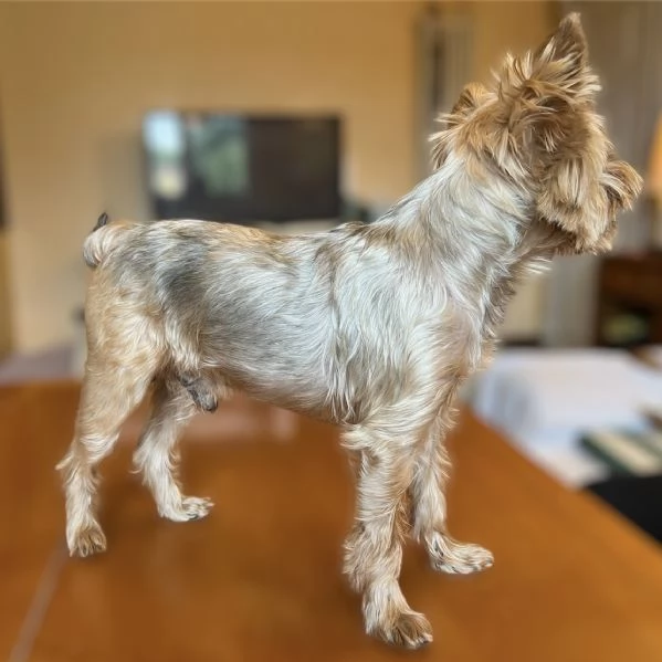 Yorkshire Terrier maschio con pedigree ENCI | Foto 0