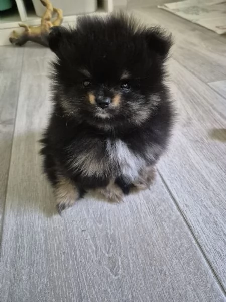 Spitz tedesco nano di Pomerania