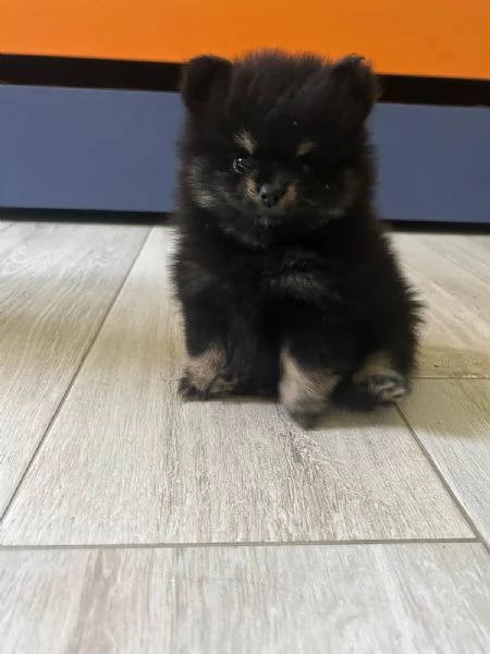 Spitz tedesco nano di Pomerania | Foto 1