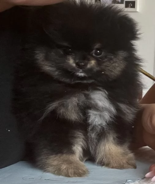 Spitz tedesco nano di Pomerania | Foto 0