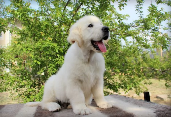 BELLISSIMI CUCCIOLI DI GOLDEN | Foto 0